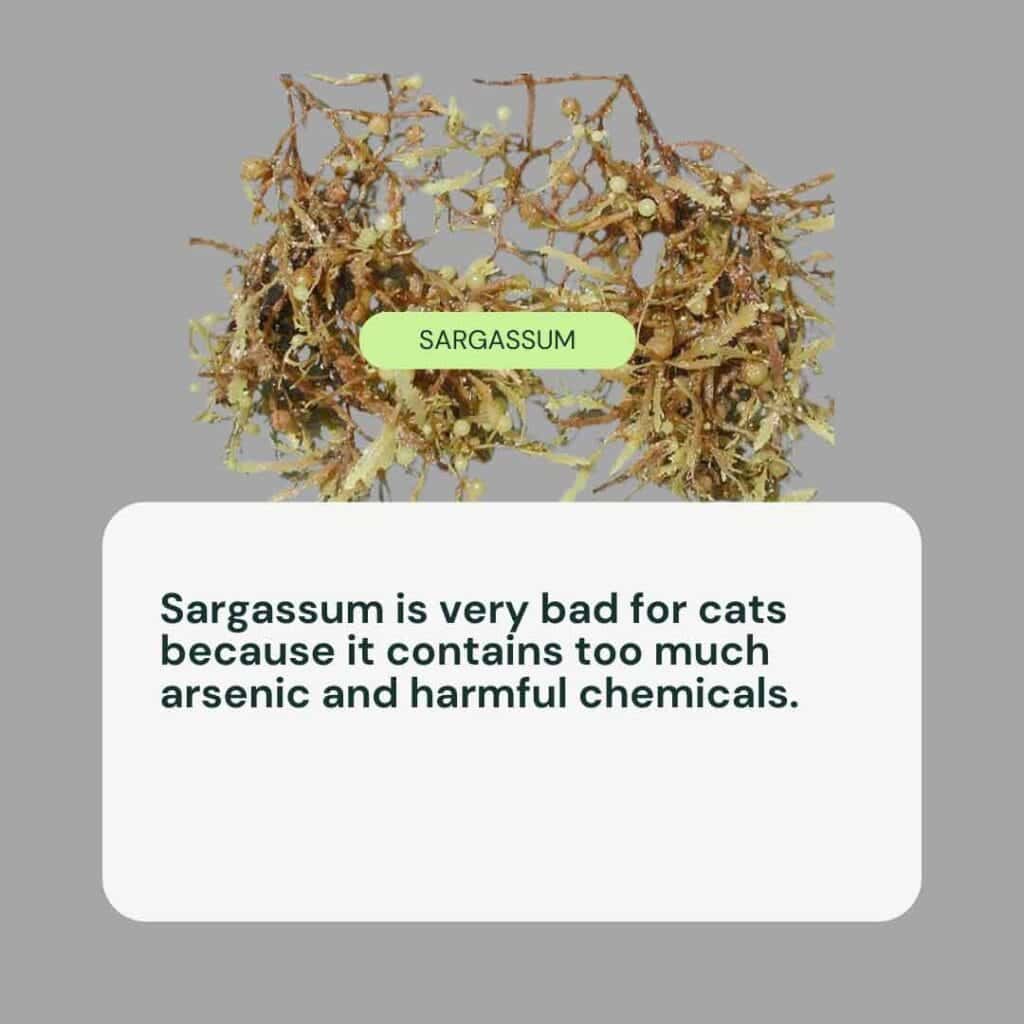 sargassum seaweed