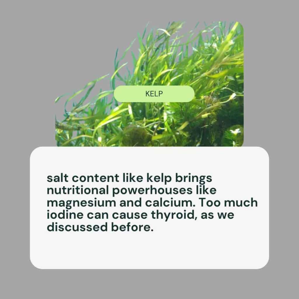 kelp seaweed