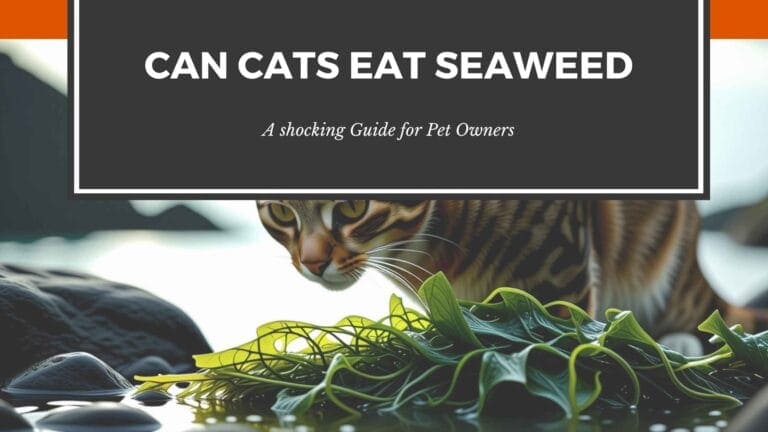 can cats eat seaweed
