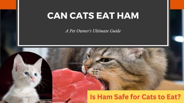 Can Cats Eat Ham