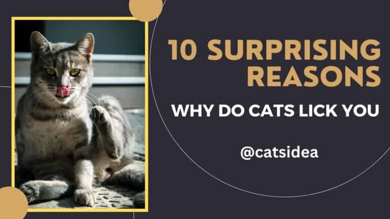 Why Do Cats Lick You? 10 Surprising Reasons