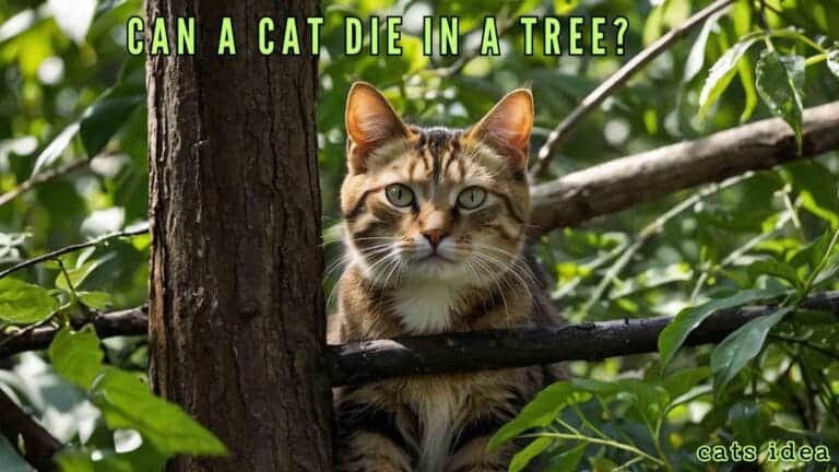 Can a Cat Die in a Tree