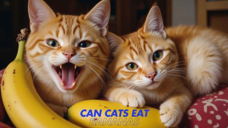 can cats eat bananas?