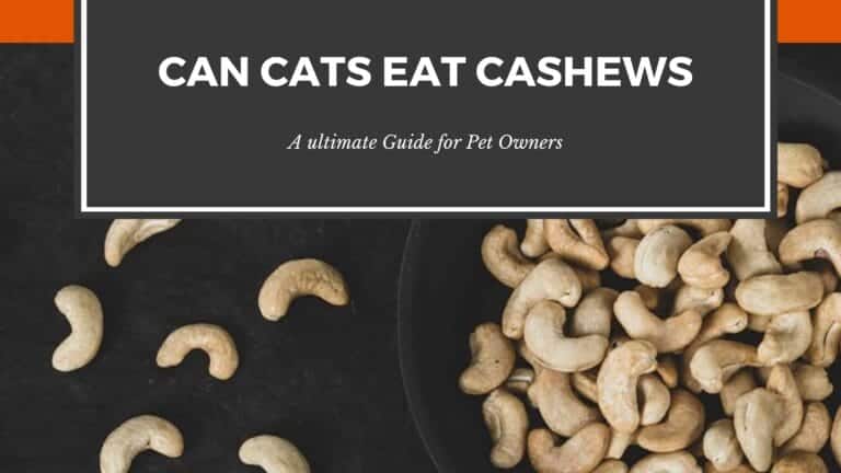Can Cats Eat Cashews?