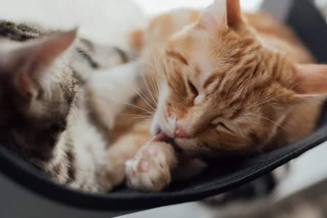 Why Do Cats Lick You?