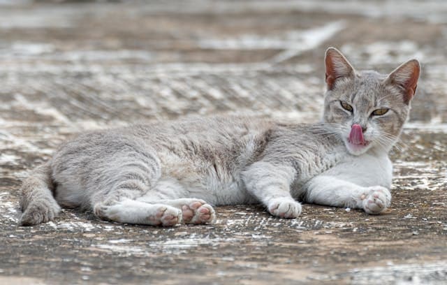 Dangerous cats lick on you