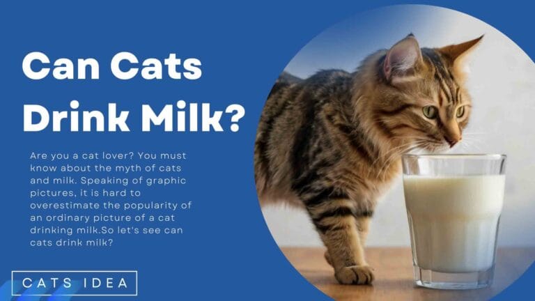 Can Cats Drink Milk