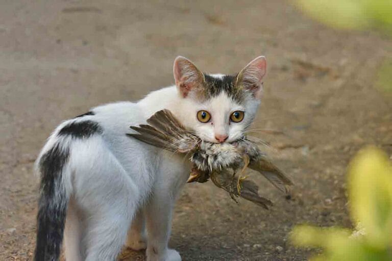 Do Cats Eat Recently Dead Birds