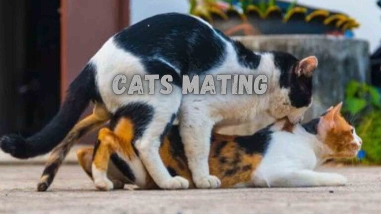 How Do Cats Have Sex