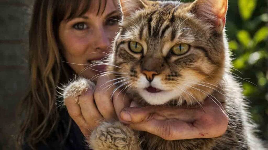 Why Does My Cat Bite Me?