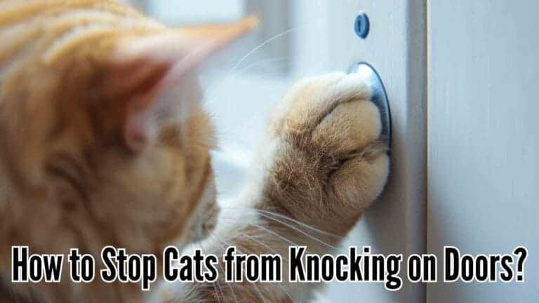 How to Stop Cats from Knocking on Doors